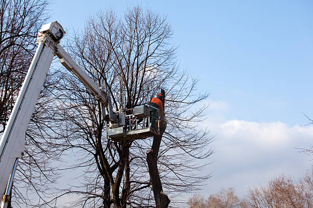 How Our Tree Care Process Works  in  Hawaiian Beaches, HI